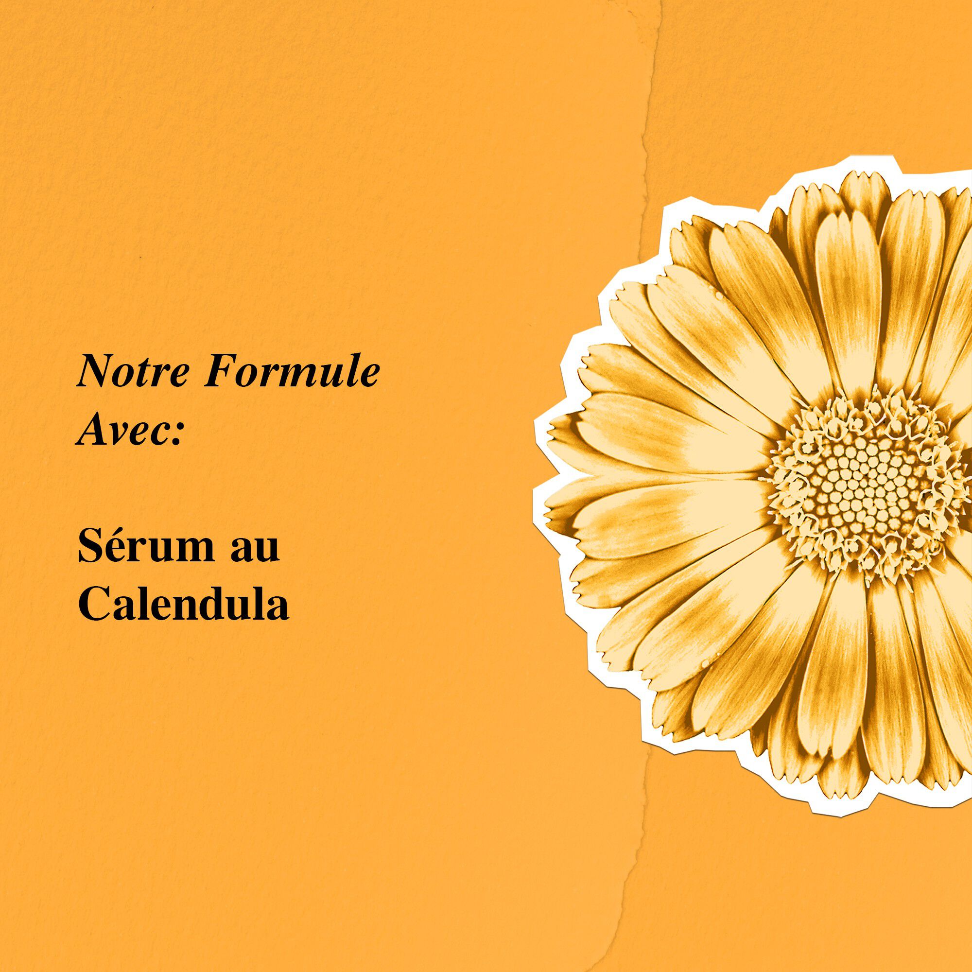 Calendula Serum-Infused Water Cream