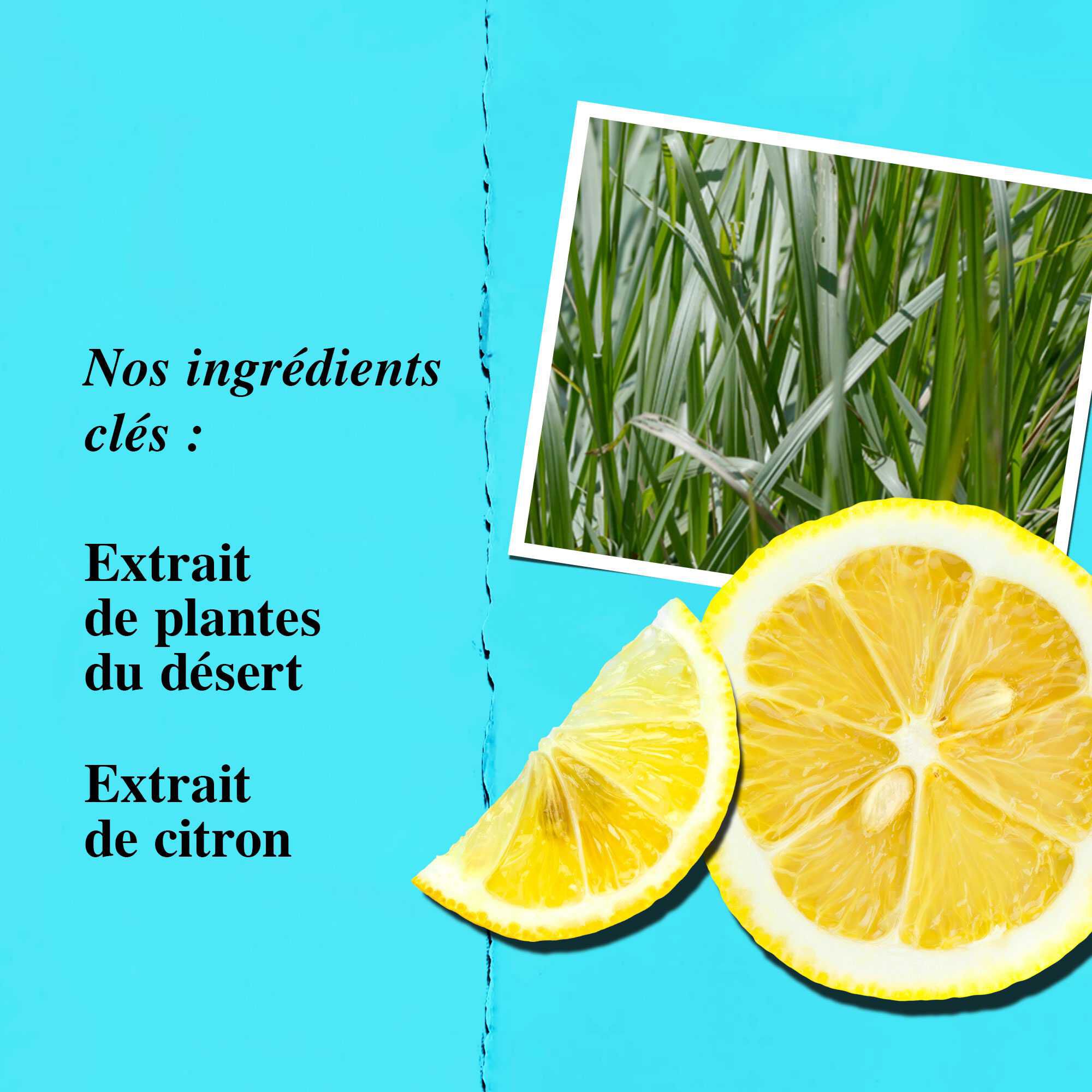 Graphique des ingredients cles mettant en avant l'extrait de plante du desert et l'extrait de citron.
