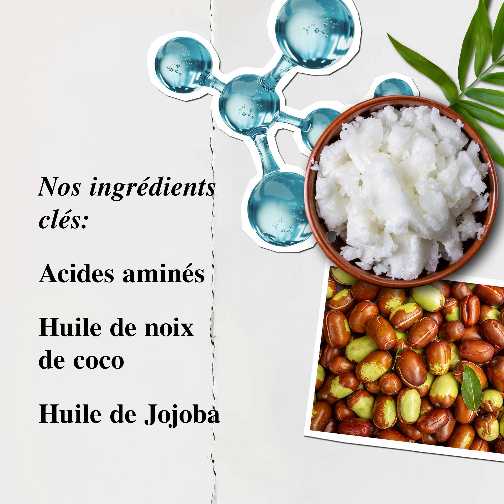 Illustration des ingredients du revitalisant Kiehl’s pour acides amines - Acides amines, huile de coco, huile de jojoba