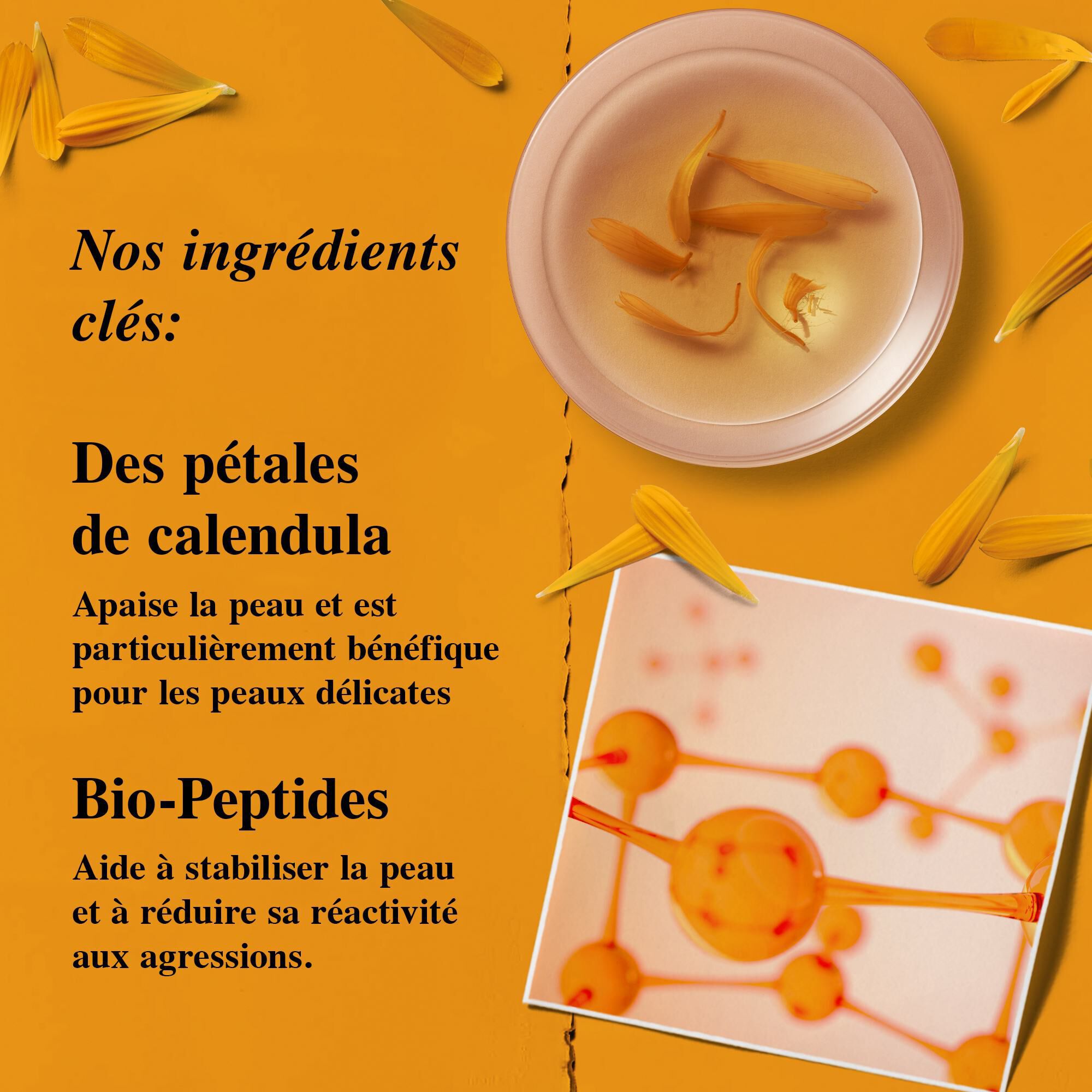 Petales de fleur de calendula.