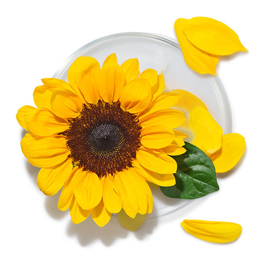 Coupelle en verre avec un tournesol jaune vif et ses petales, representant l’huile ou extrait de tournesol.