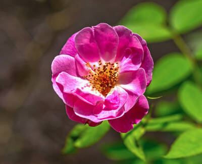 Extrait botanique de Rosa Gallica Kiehl's Ingredient