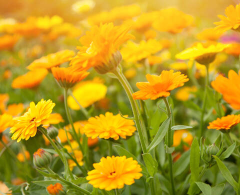 Calendula Serum Kiehl's Ingredient