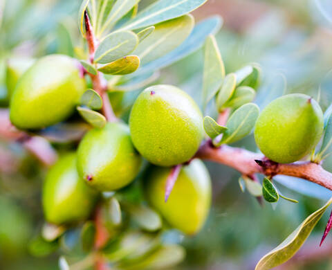 Huile d'argan equitable Kiehl's Ingredient