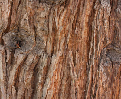 Extrait de bois Totara Kiehl's Ingredient