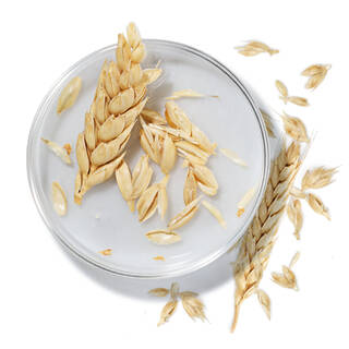 Coupelle en verre avec des epis et grains d’avoine, representant la vitamine E