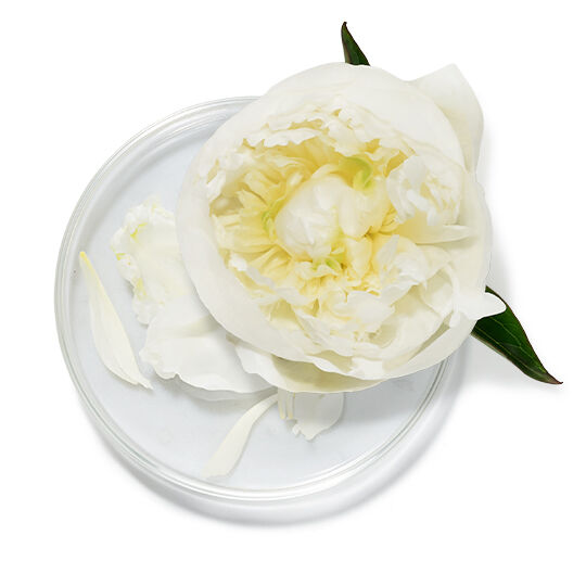Coupelle en verre avec une fleur de pivoine blanche, symbole d’un extrait floral apaisant.