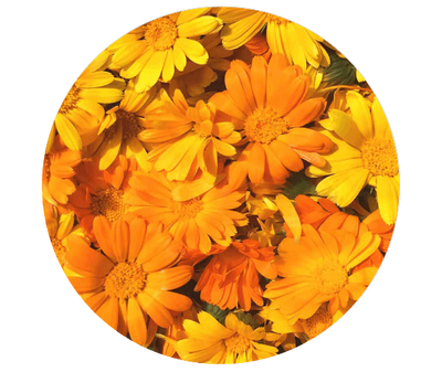Extrait De Fleur De Calendula Kiehl's Ingredient