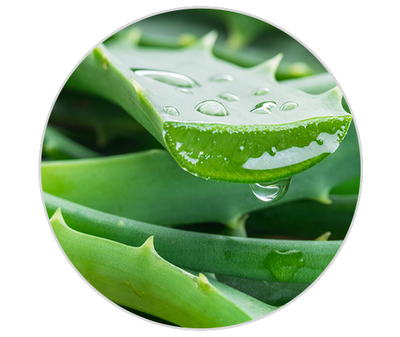Aloe vera