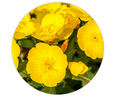 Evening Primrose Oil Kiehl's Ingredient