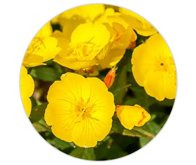 Evening Primrose Oil Kiehl's Ingredient