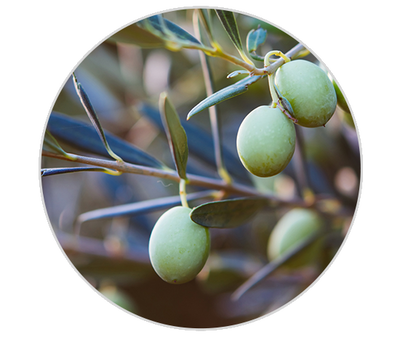 Squalane Kiehl's Ingredient