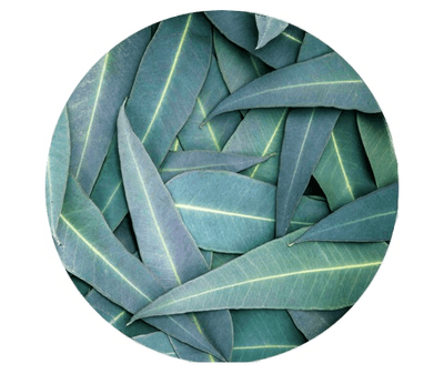 Eucalyptus Oil Kiehl's Ingredient