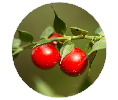 Butcher’s Broom Extract Kiehl's Ingredient