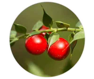 Butcher’s Broom Extract Kiehl's Ingredient