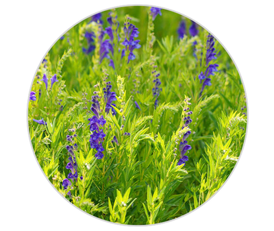 Baicalin Kiehl's Ingredient