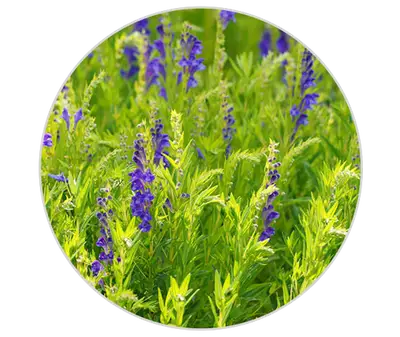 Baicalin Kiehl's Ingredient