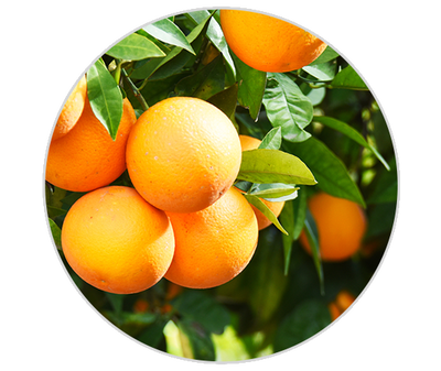 Vitamine C Kiehl's Ingredient