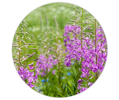 Epilobes Kiehl's Ingredient