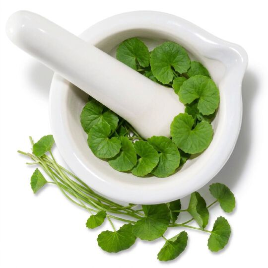 Coupelle en verre avec feuilles vertes, symbolisant l'ingredient cica-centella