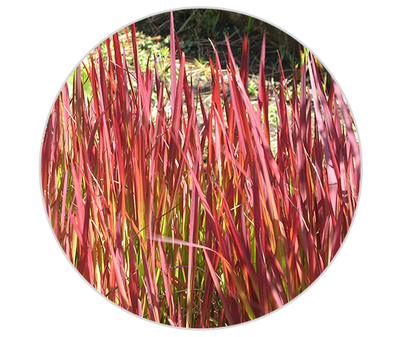 Extrait de plante du desert Kiehl's Ingredient