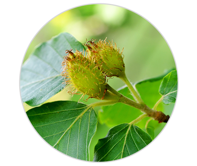 Beech Tree Extract Kiehl's Ingredient