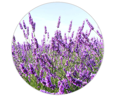 Huile essentielle de lavande Kiehl's Ingredient