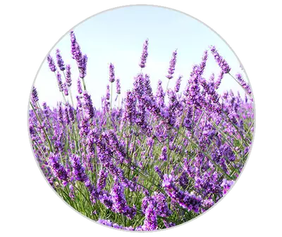 Huile essentielle de lavande Kiehl's Ingredient