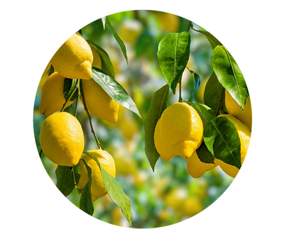 Extrait de citron Kiehl's Ingredient