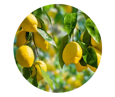 Extrait de citron Kiehl's Ingredient