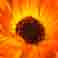 Extrait de pétales de Calendula