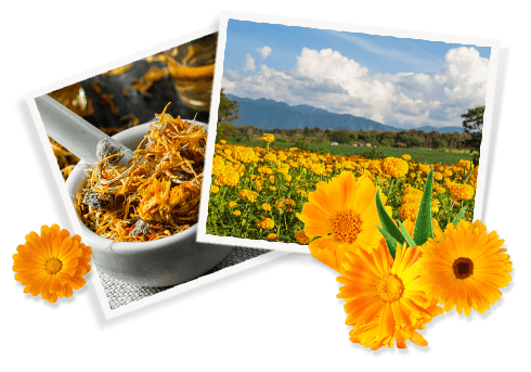 Ingrédients Calendula Herbal Extract-Toner