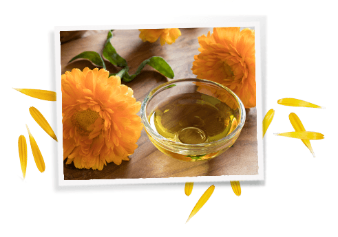 Ingrédients Calendula Herbal Extract-Toner