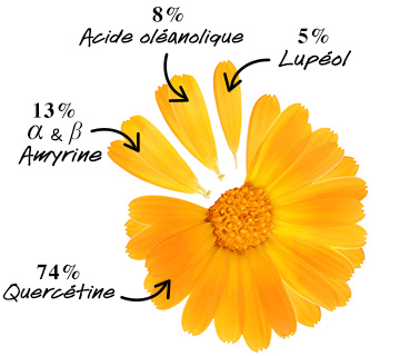 Ingrédients Calendula Serum-Infused Water Cream