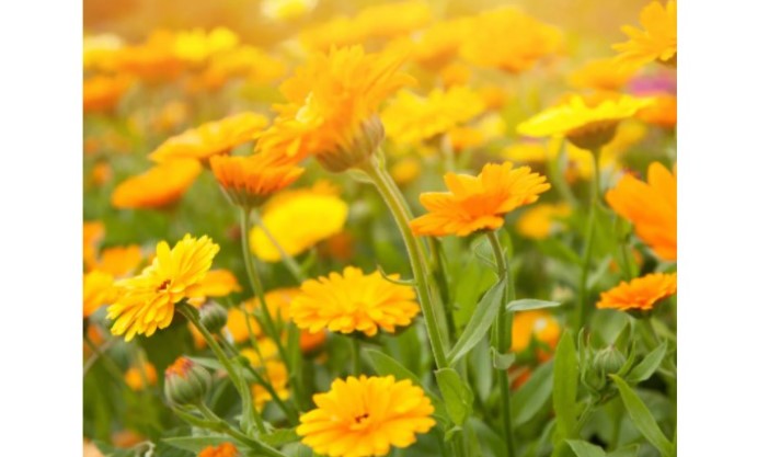 Ingrédients Calendula Petal-Infused Calming Mask